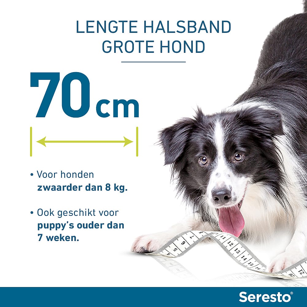 Seresto Halsband Hond: Vlooien en Teken Bescherming - 7 tot 8 maanden - Geurloos & Waterbestendig zwaarder dan 8 kg - 1 x 70 cm (1-pack)