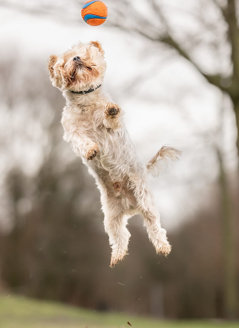 Chuckit Ultra Ball Rubber Medium - 2-Pack