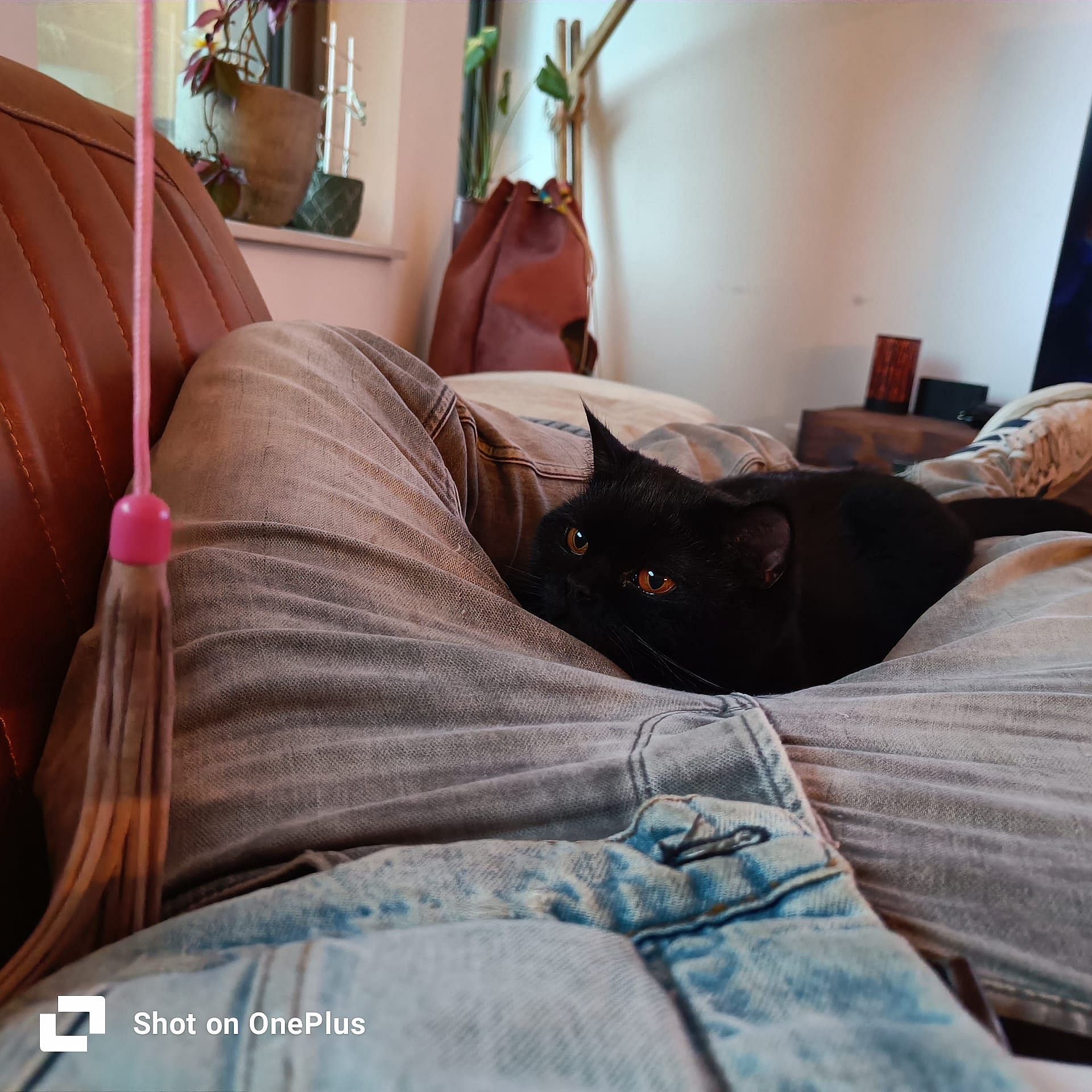 Kat-ligt-op-schoot-jongeman