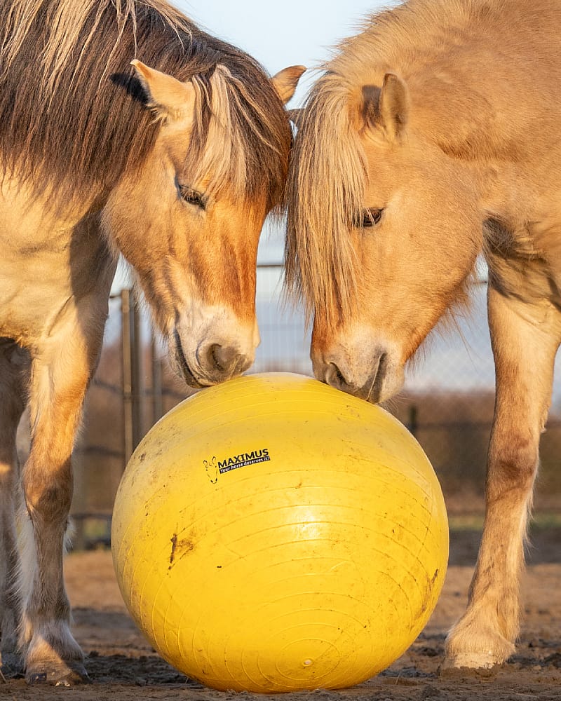 Maximus Power Play Ball Paard 75 cm