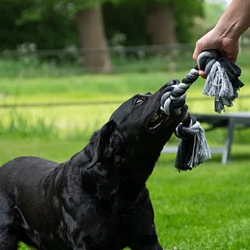 Floss Boss Dental Rope Flosstouw 2 Knot Hond 20 cm