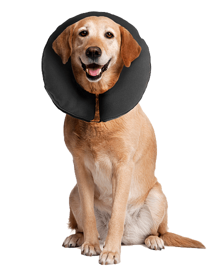 Zenpet Procollar Kraag