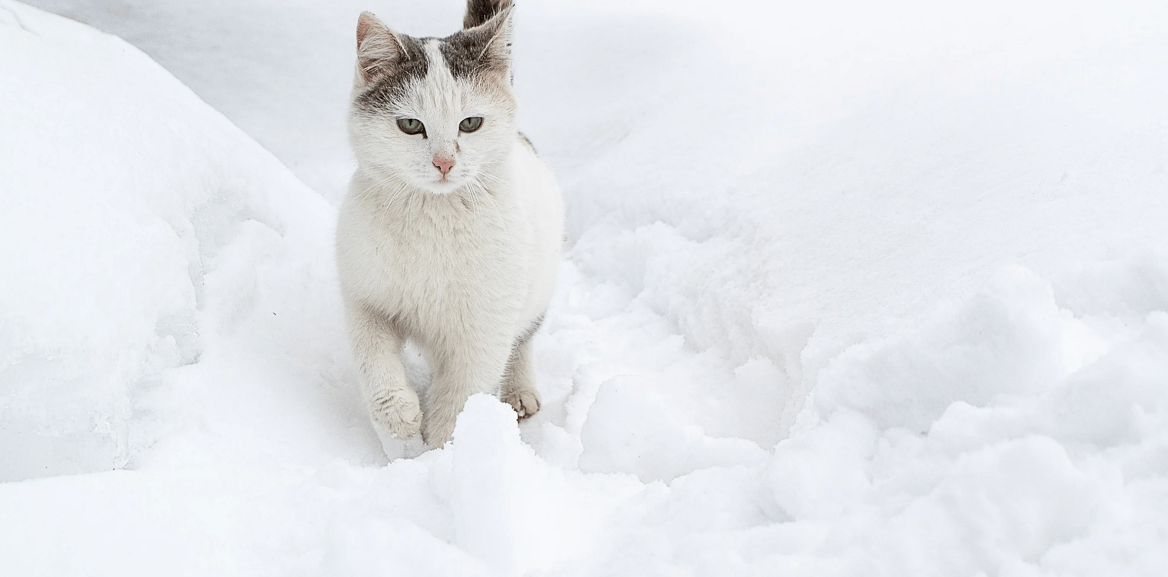 Sneeuw-ijs-strooizout-kattenpoot
