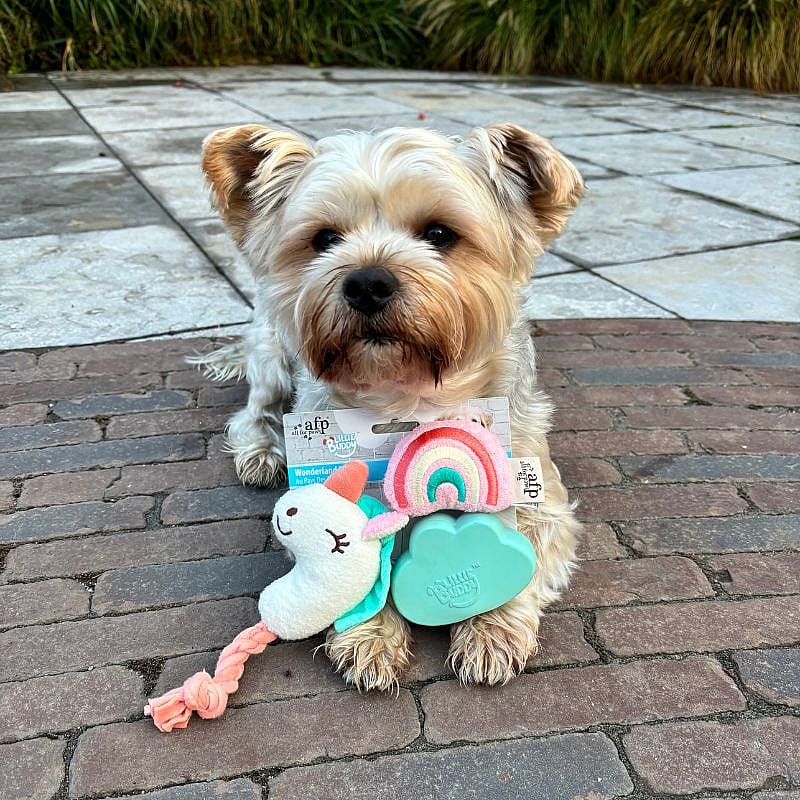 AFP Little Buddy Wonderland Eenhoorn Hond Puppy