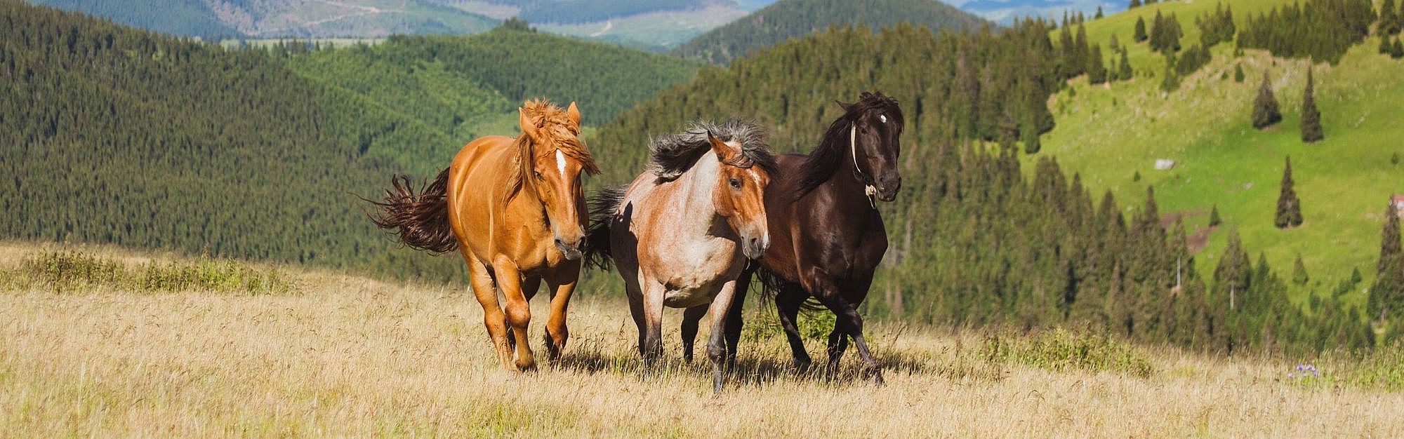 74ec55a8d0e5eeca1885de1e8ce254ae