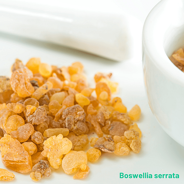 Movoflex Soft Chews Gewrichten Hond