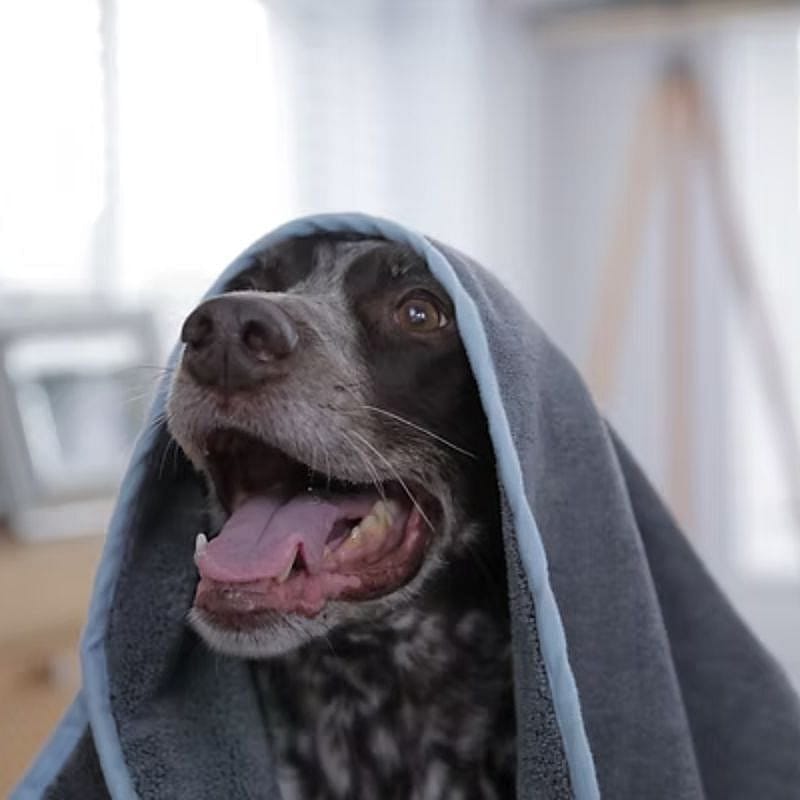 Furrish Microvezel Handdoek met 2 handzakken Hond