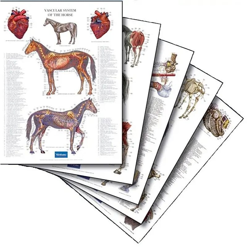 Anatomische Posterset Paard 5 stuks compleet