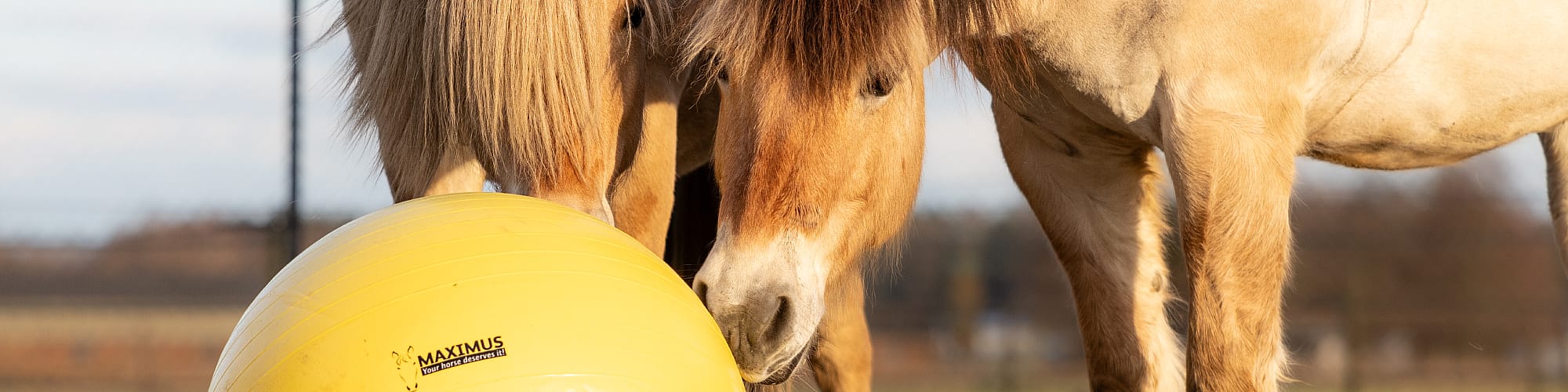 Veiligheidshelm, Helm, Bol, Paard, Colt Horse