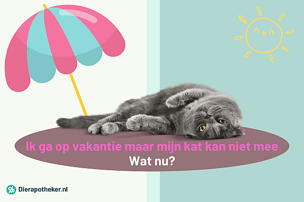 Main_image_Kattenhotel_Miauws