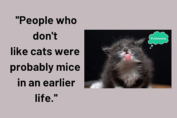 Blog_Wat_Zijn_Nou_De_Leukste_Kattennamen_Preview_Image_600x400px