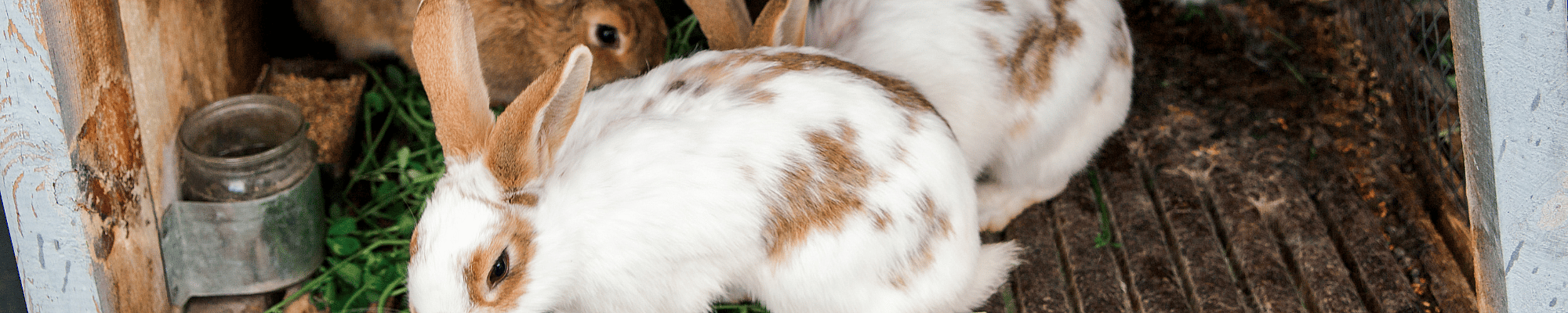 Dier, Zoogdier, Konijn, Hond, Huisdier