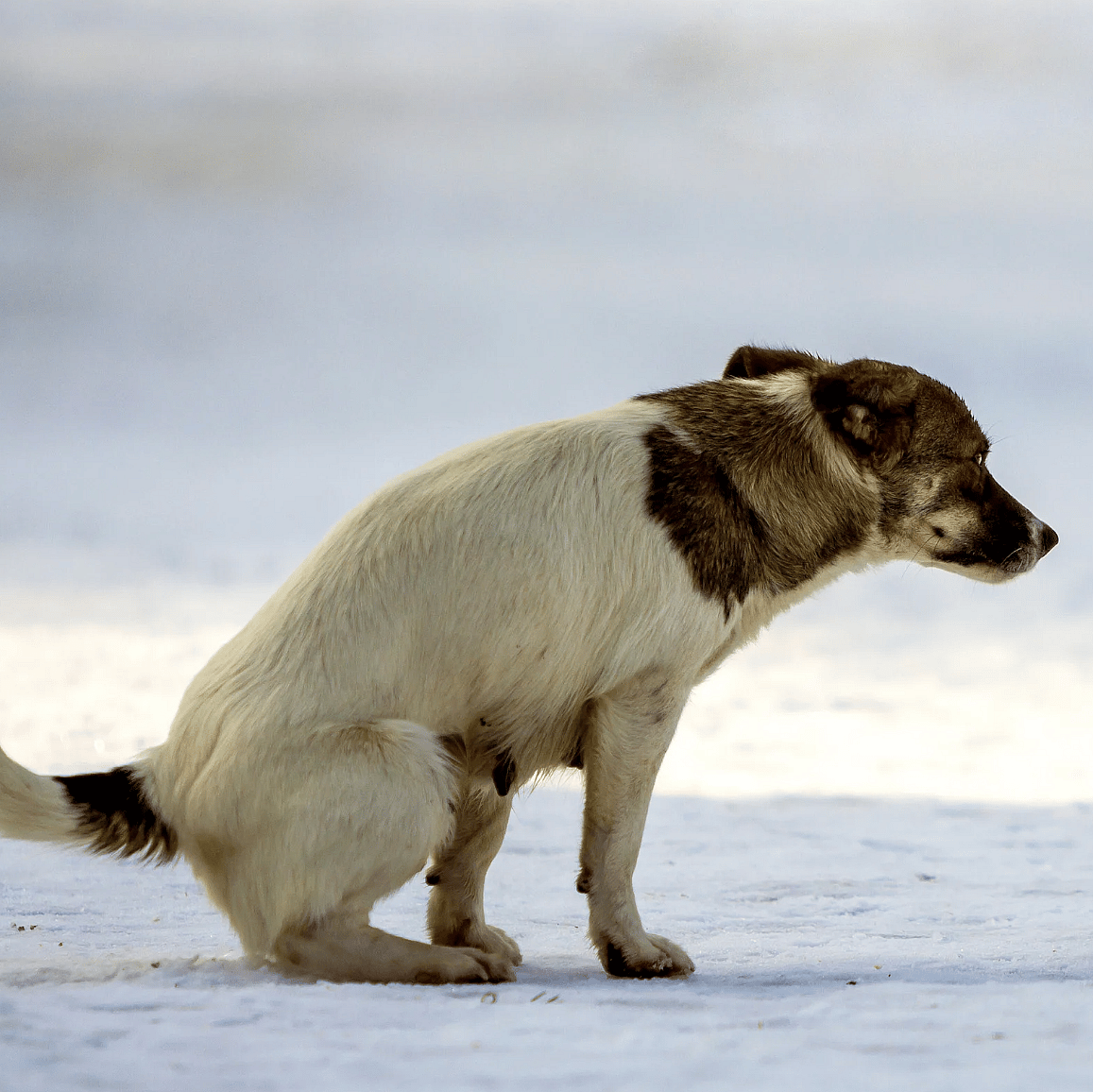 Giardia-hond-diarree