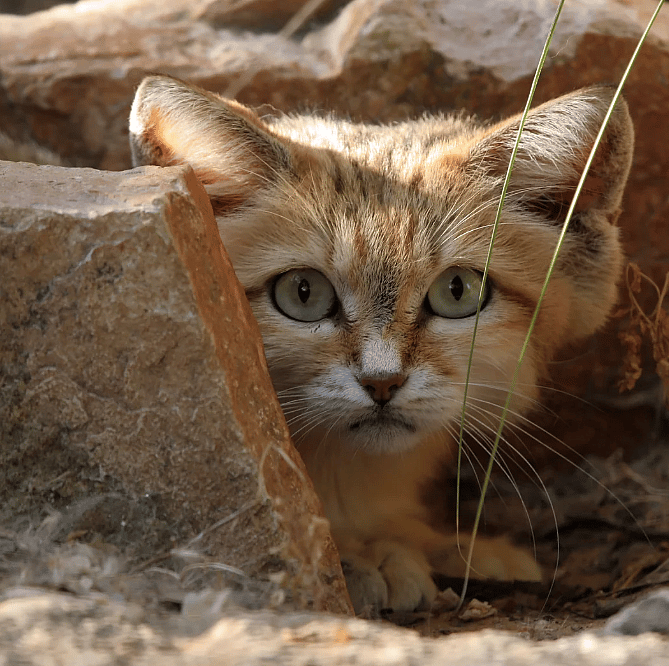 Veilige-plek-voor-kat