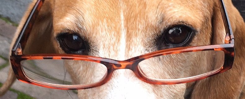 Onderzoek oudere hond