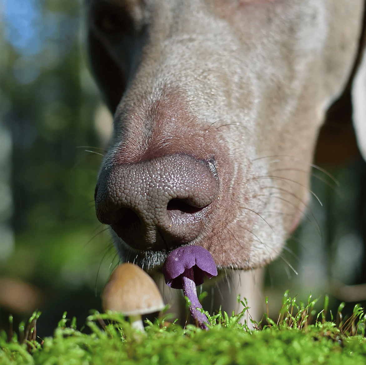 Giftige-paddenstoelen-hond