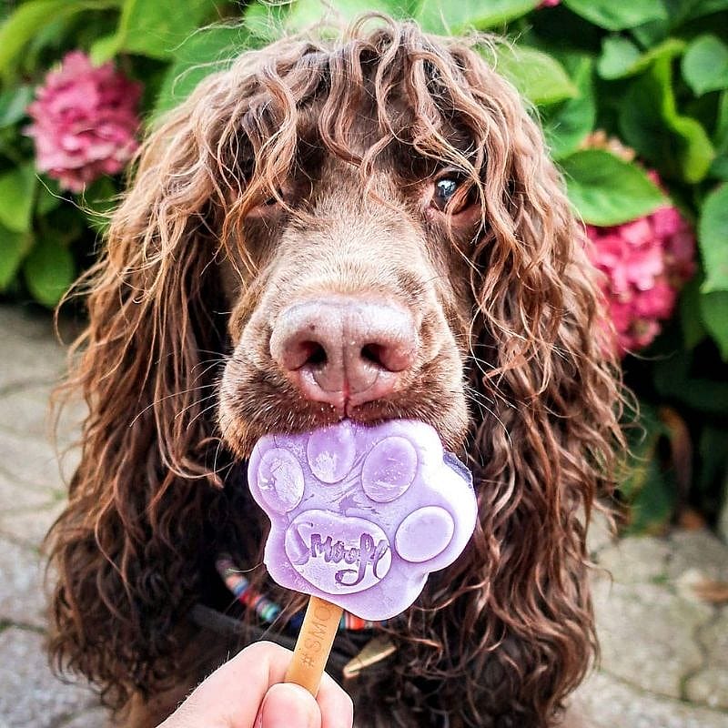 Smoofl Limited Edition Gift Set Hond