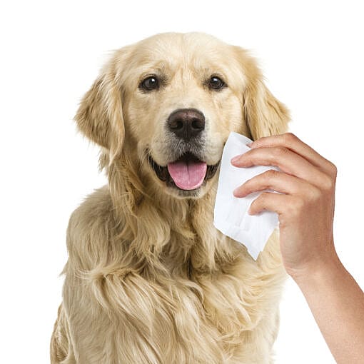 Maxani Regular Wipes Hond Kat 40 stuks