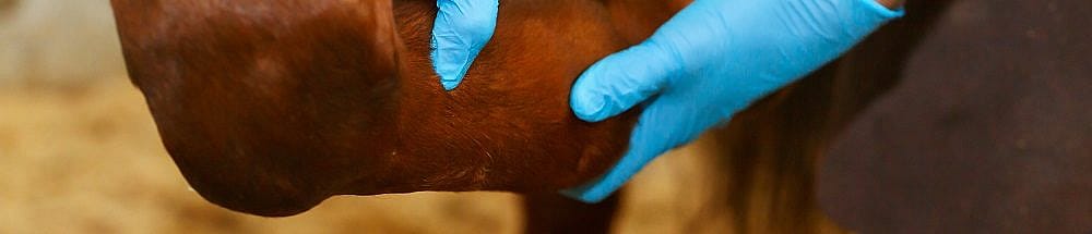 Harde beengebreken paard