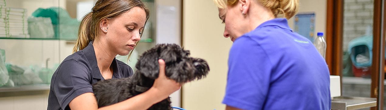 Leishmania bij de hond