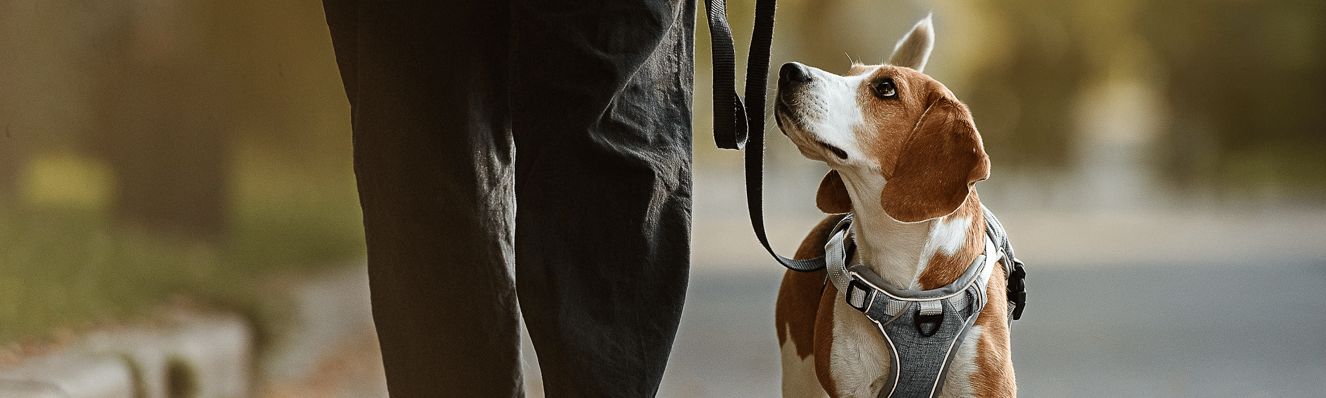 gezonder-en-langer-leven-hond-slank