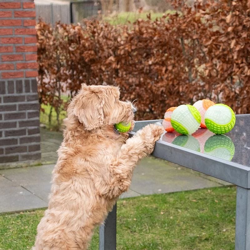 Dog Comets Glow In The Dark Moon Bal Hond S