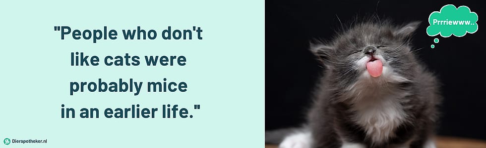 Blog_Wat_Zijn_Nou_De_Leukste_Kattennamen_Main_Image_900x300px