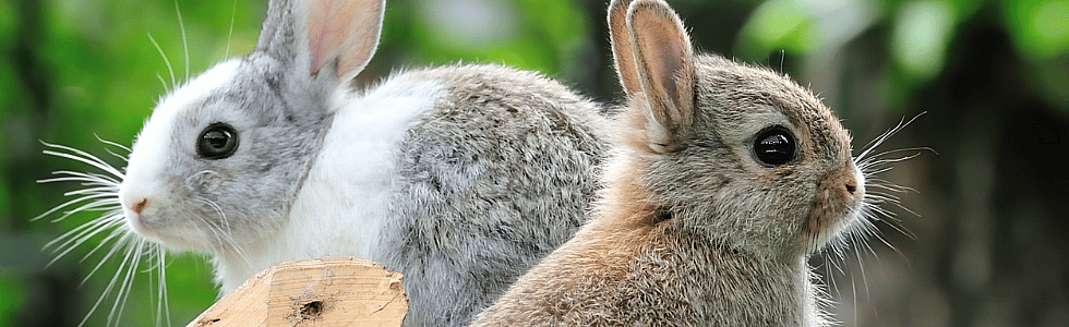 ef60b7dd8d36ec0d2dcd4fcbfd895b68