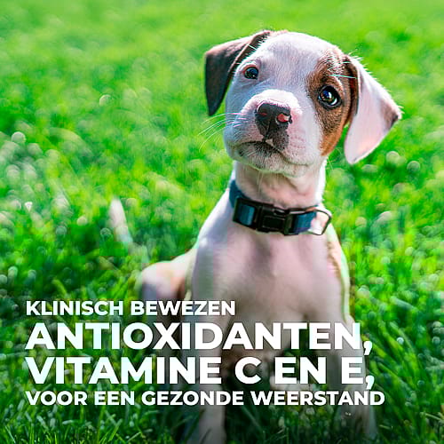 Hill's Science Plan Small & Mini Senior 11+ Hondenvoer met Kip 1.5 kg