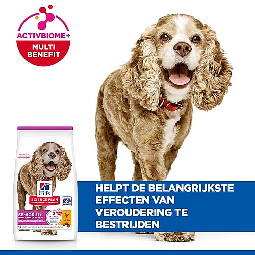 hond, kleding, halsband, brokjes, voeding