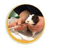 RodiCare Akut Voeding Konijn Cavia 15 ml