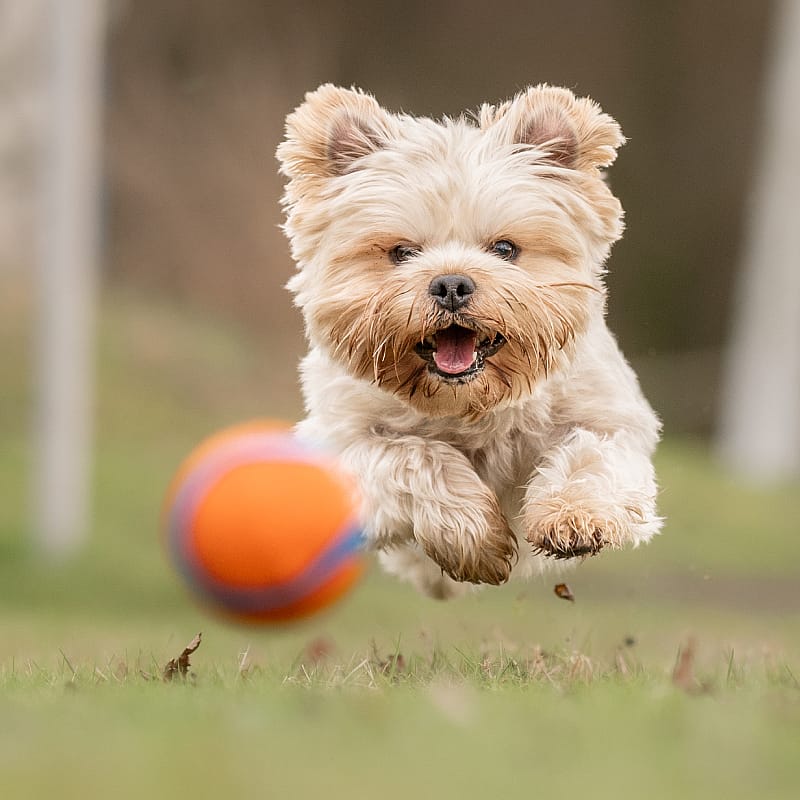 Chuckit Ultra Ball Rubber Medium - 1-Pack