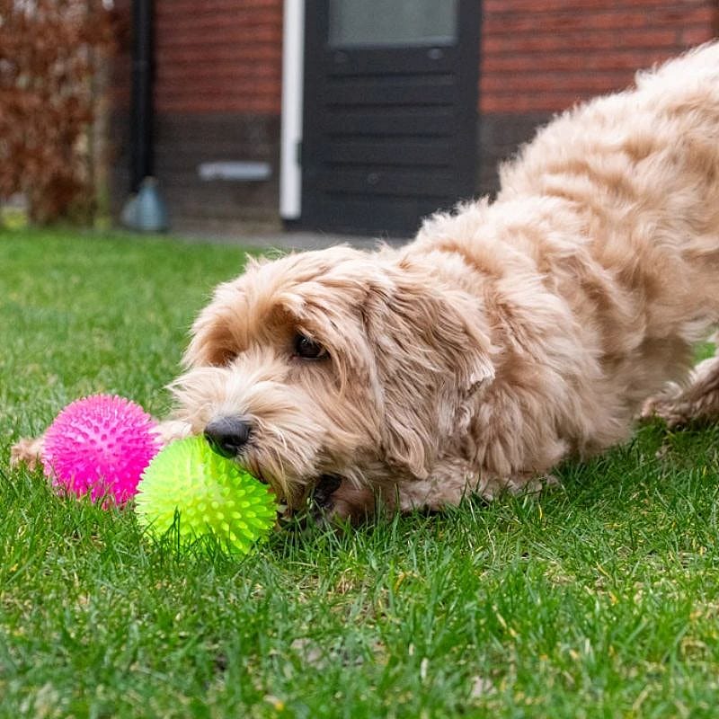 Dog Comets Exoplanet Egelbal Hond