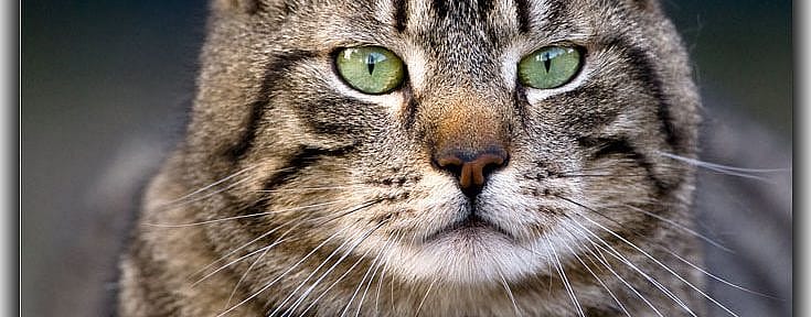 db49cc75bbb9a5986d8771b5127d83fe