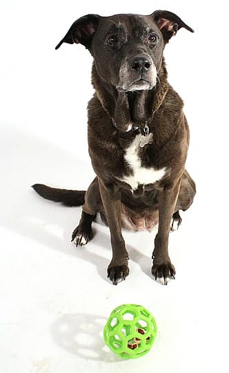 JW Hol-EE Roller Hond