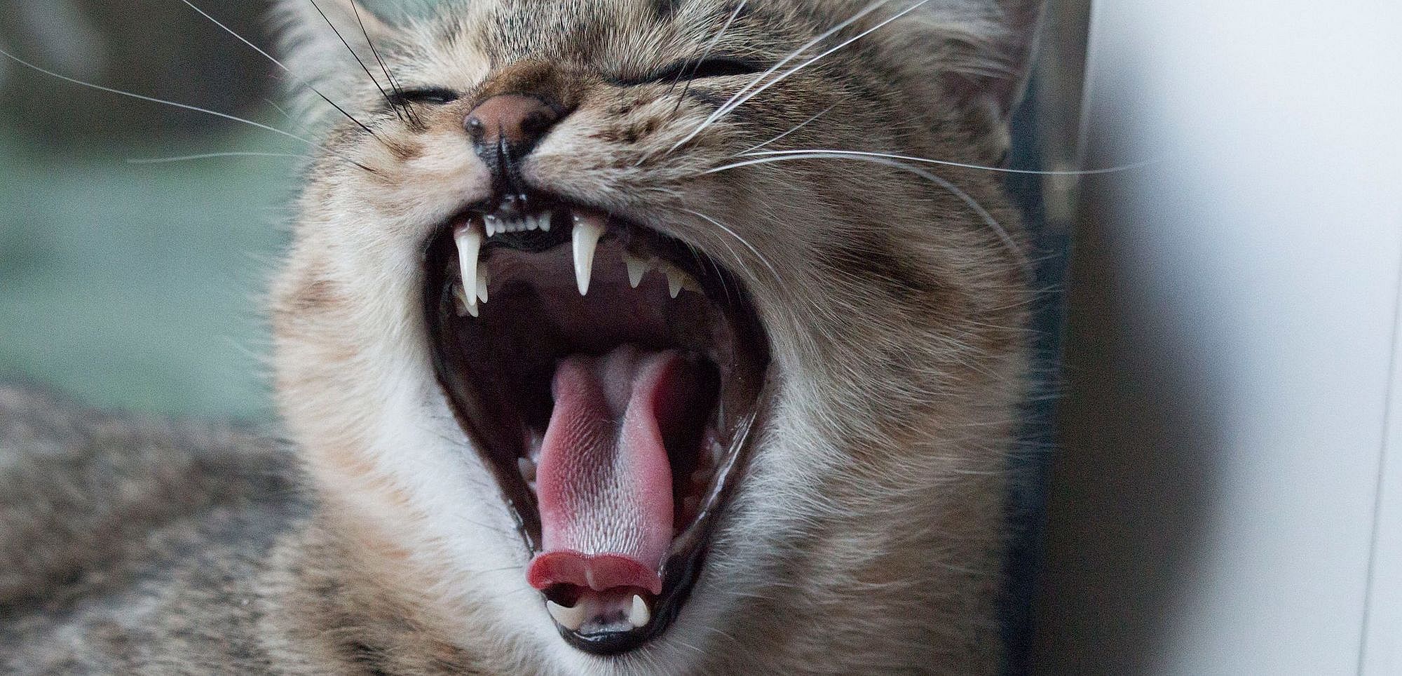 ef405de2858eb00a75e40c773ab34e7a