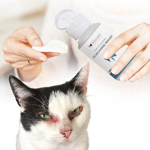 Maxani Eye Discharge Remover Hond Kat 100 ml