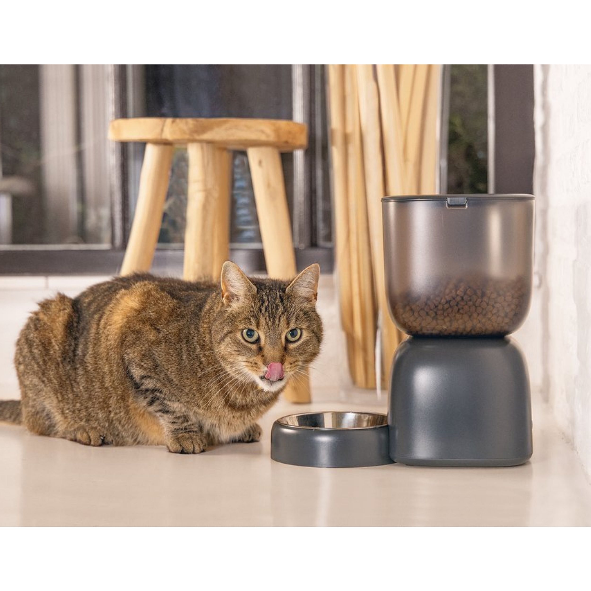 kat, voerbak, voer, kat, kattensapport