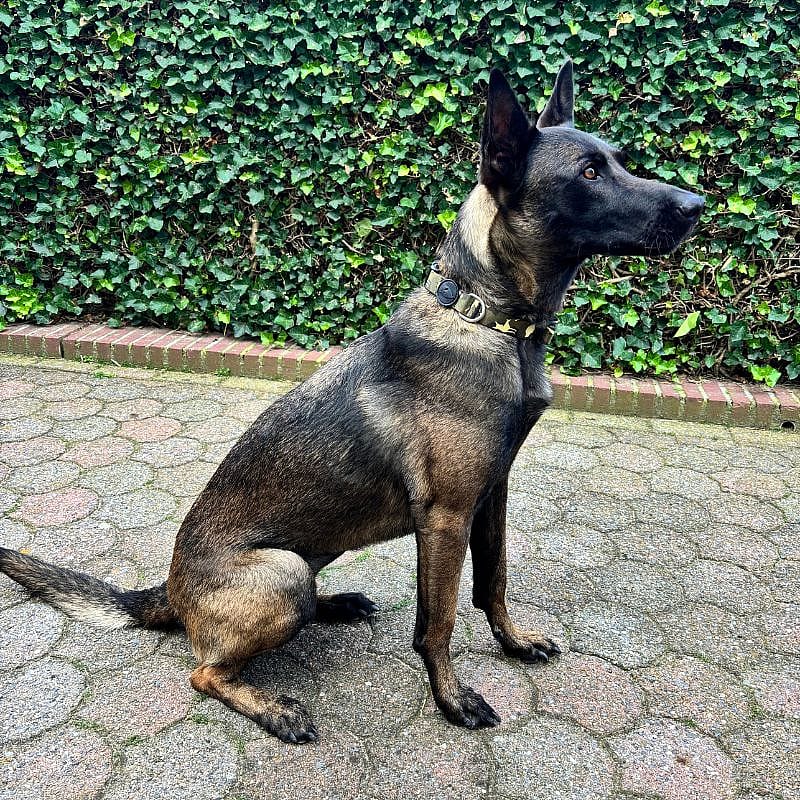 Morso Honden Halsband Gerecycled Small Full Metal Dog