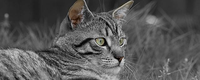 0365a8f509688eea158a3c6be2ceff47