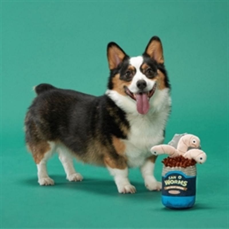 dog, Corgi, puppe, bone, trakt