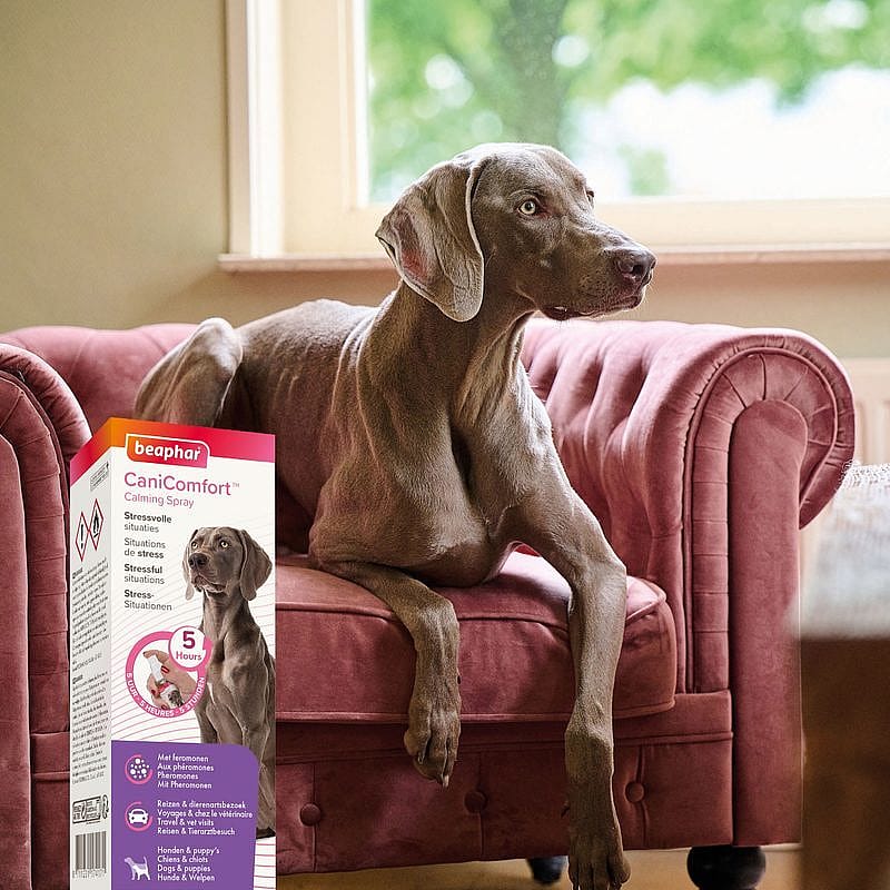 Beaphar CaniComfort Spray 60 ml