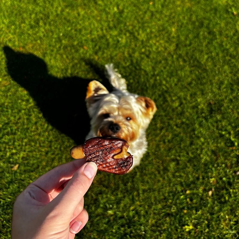 Dierapotheker BBQ T-Bone 5 stuks Hond