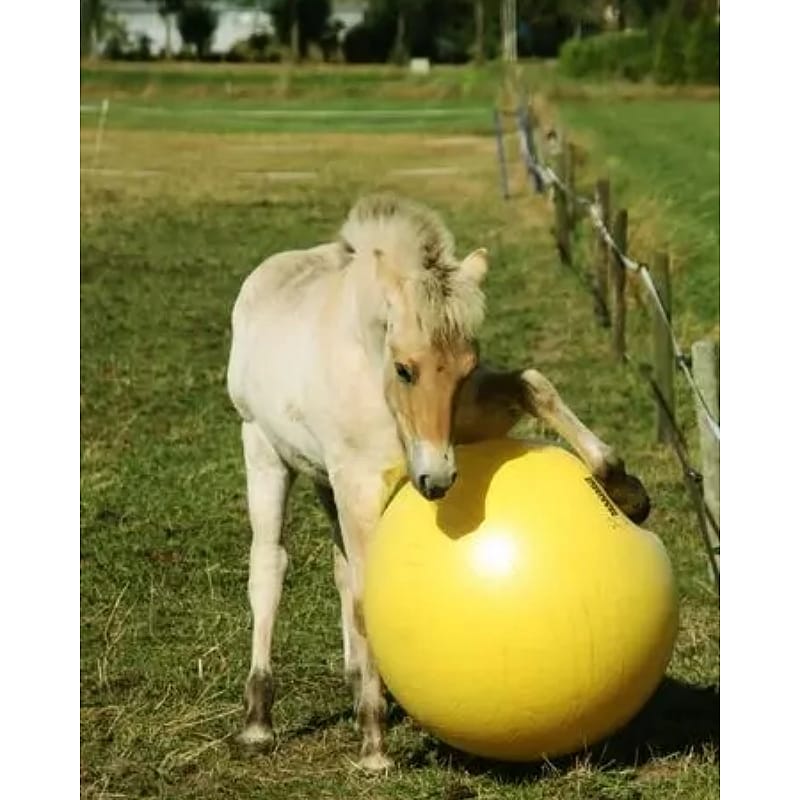 Maximus Power Play Ball Paard