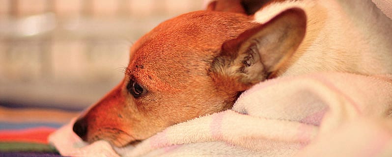 dea08a39715ab9932a1da44f16129a70