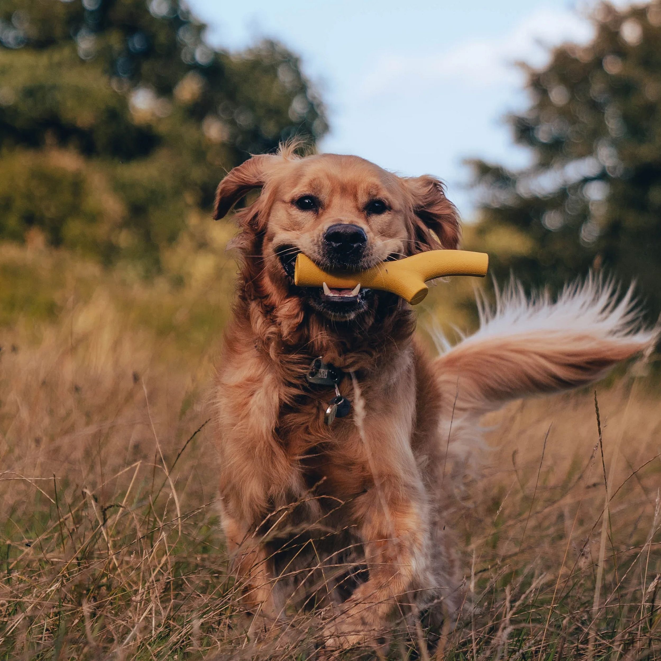 hond, honden speelgoed, geel speeltje, knuffel/vinger, grasveld, hond, hondenspeelgoed, kauwgom?, gouden retriever, touwspeeltje