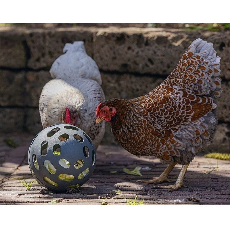 kippen, hobbydier, eieren, bal met gaten, tuin speelgoed