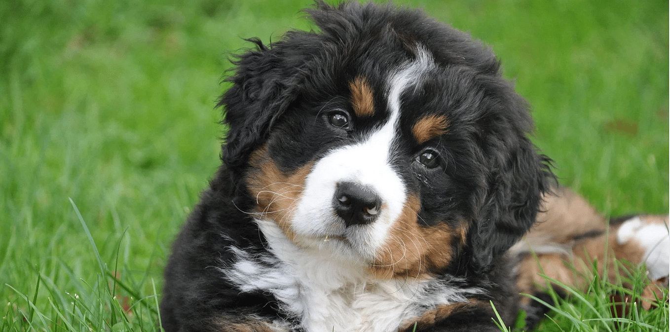 Schildklier-hond-hyporhyreoidie