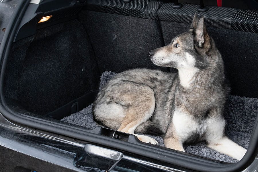 Royal Dry Doormat Droogloop deurmat Hond