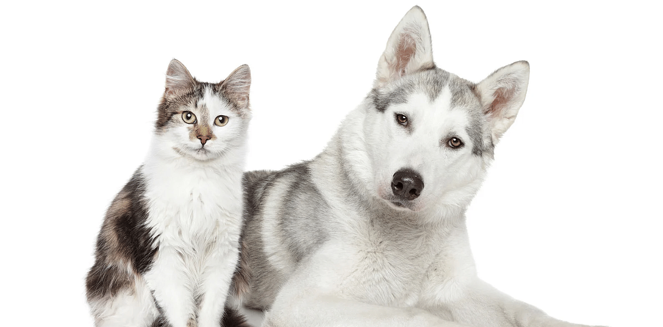 Wormweetjes-Hond-Kat